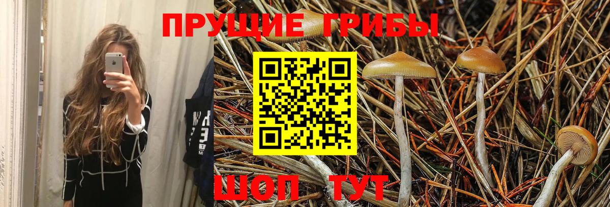 Реутов  купить  цена  Галлюциногенные грибы Cubensis  Вход с VPN  Псилоцибиновые грибы мицелий 